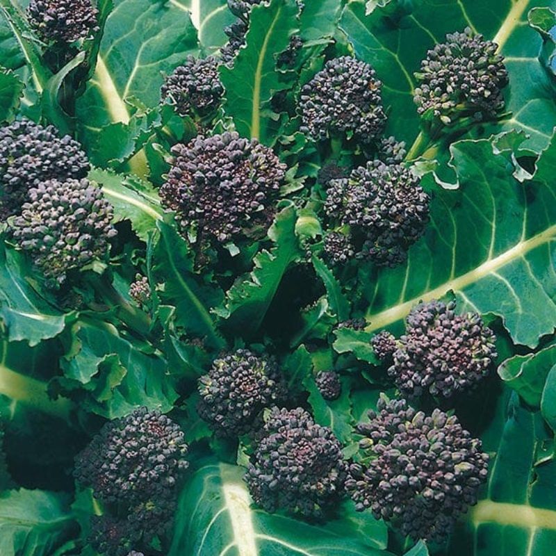 Mr Fothergill's Broccoli (Sprouting) Early Purple