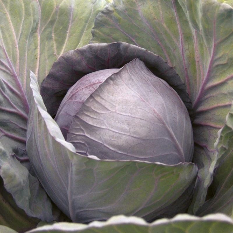 Mr Fothergill's Cabbage (Red) Romanov F1