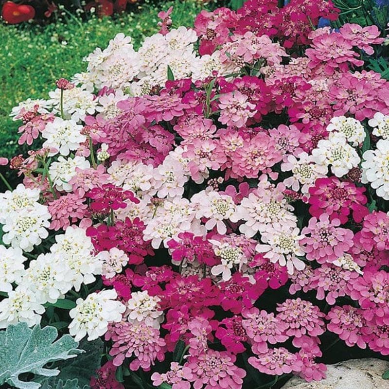 Mr Fothergill's Candytuft Fairy Mix