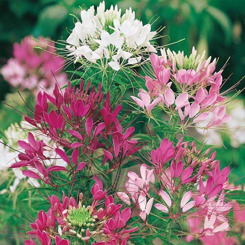 Mr Fothergill's Cleome Colour Fountain