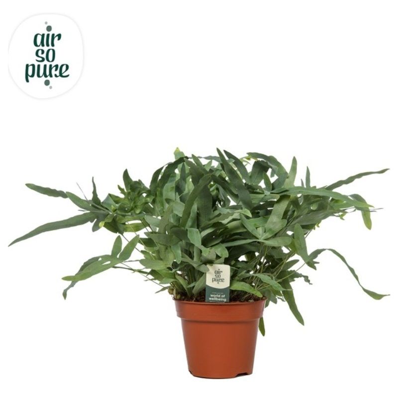 Phlebodium aureum 'Blue Star' 17cm