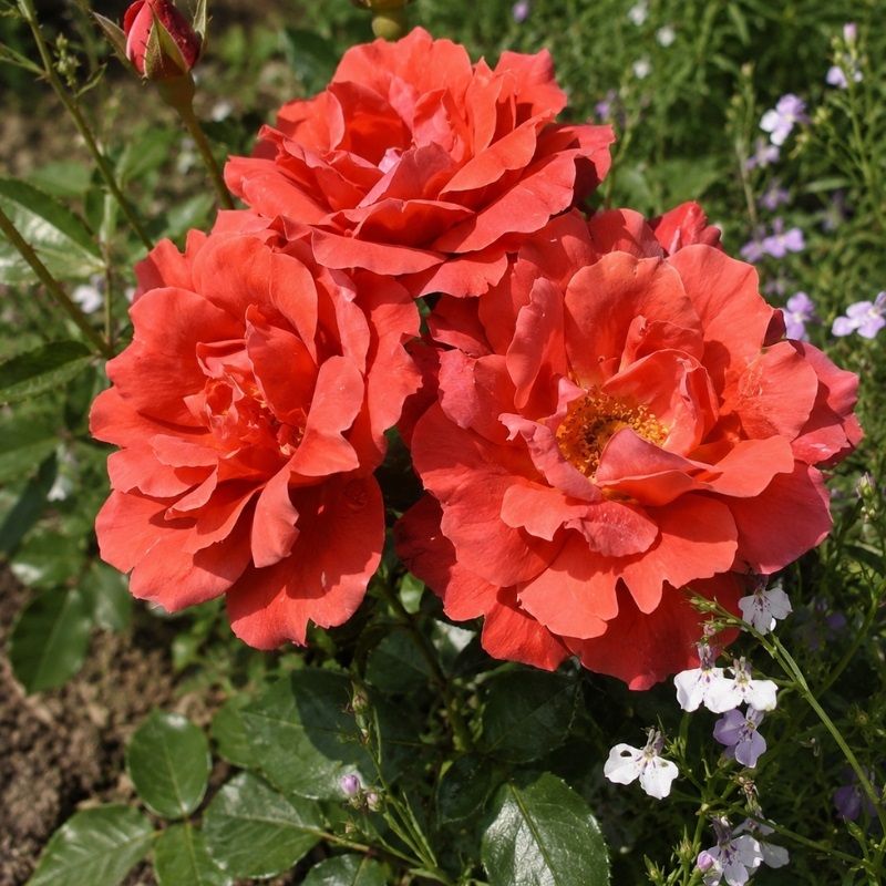 Rosa 'Hot Chocolate' 3.5 Litre