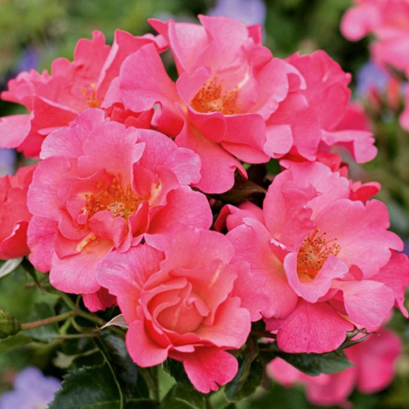 Rosa 'Flower Carpet Hoppla' 3.5 Litre