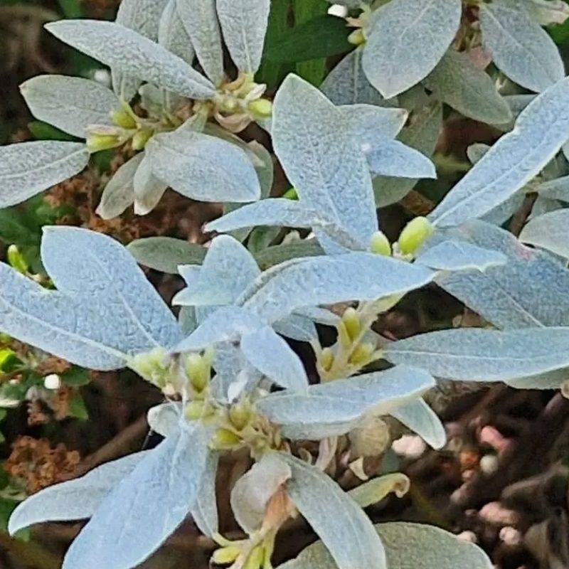 Salix helvetica 3 Litre
