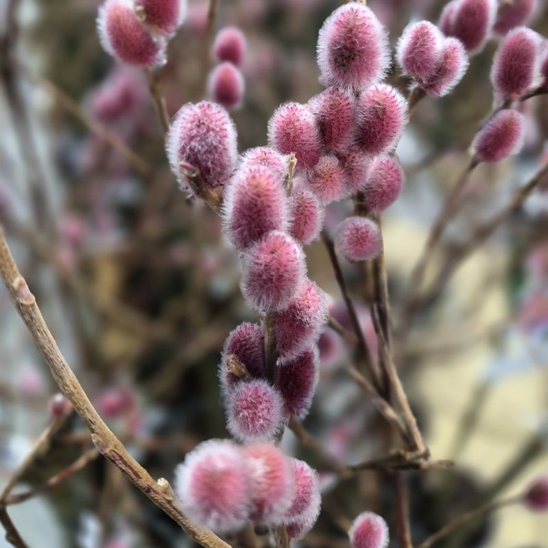 Salix gracilistyla 'Rote Pfote' 5 Litre