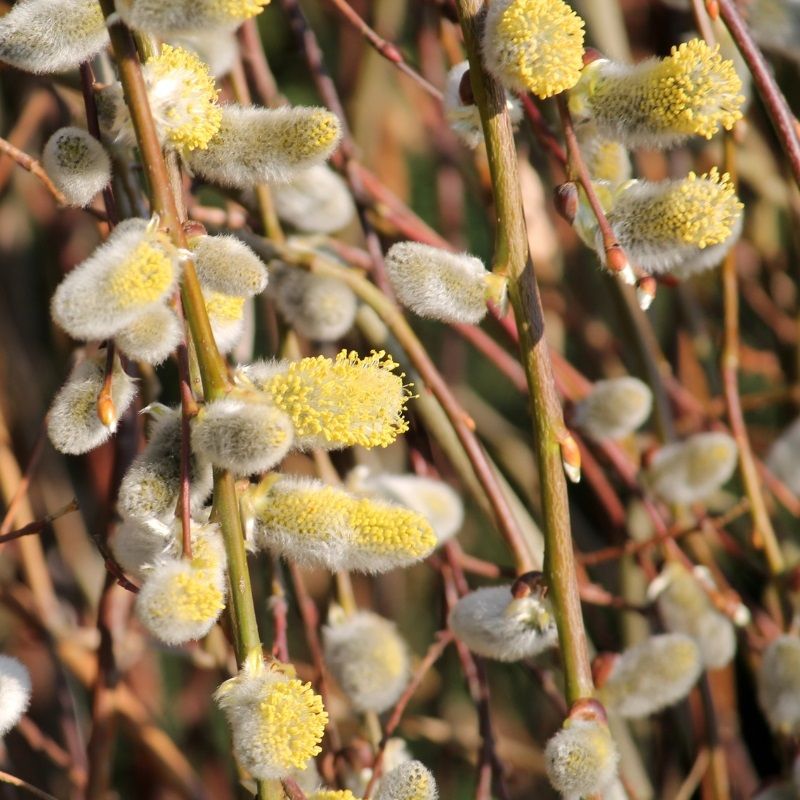Salix caprea 'Pendula' 5 Litre