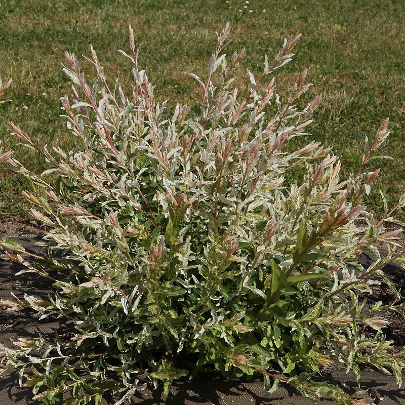 Salix integra 'Hakuro Nishiki' 5 Litre