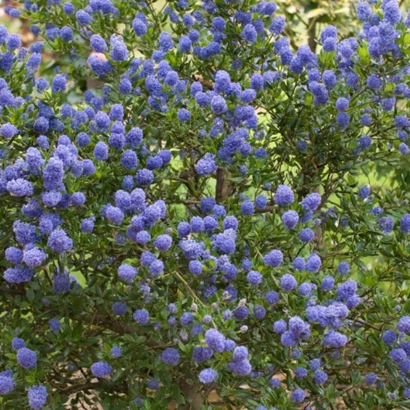 Ceanothus impressus 'Victoria' 10 Litre