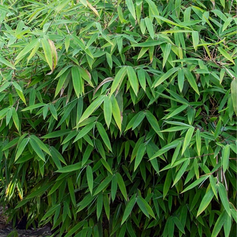 Fargesia murielae 'Red Rhino' 5 Litre - Bamboo - Arboretum Garden Centre