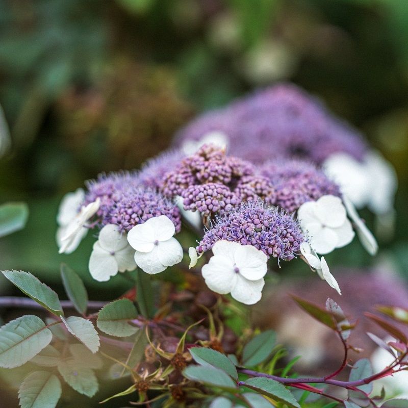 Hydrangea aspera 'Macrophylla' 16.5 Litre