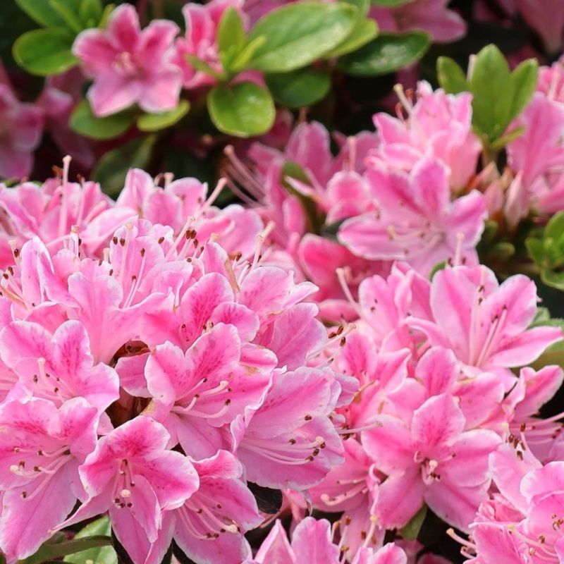 Rhododendron obtusum 'Kermesina Rose' 4.6 Litre