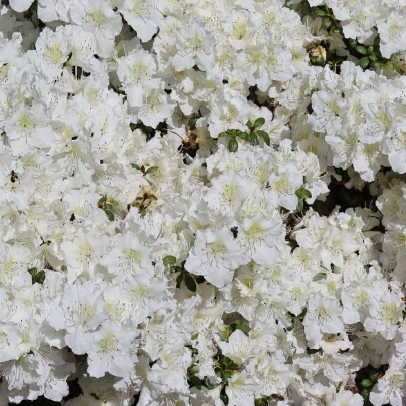 rhododendron carolinianum dora amateis Rhododendron carolinianum Dora Amateis 4.5 Litre Pot — Grasslands Nursery