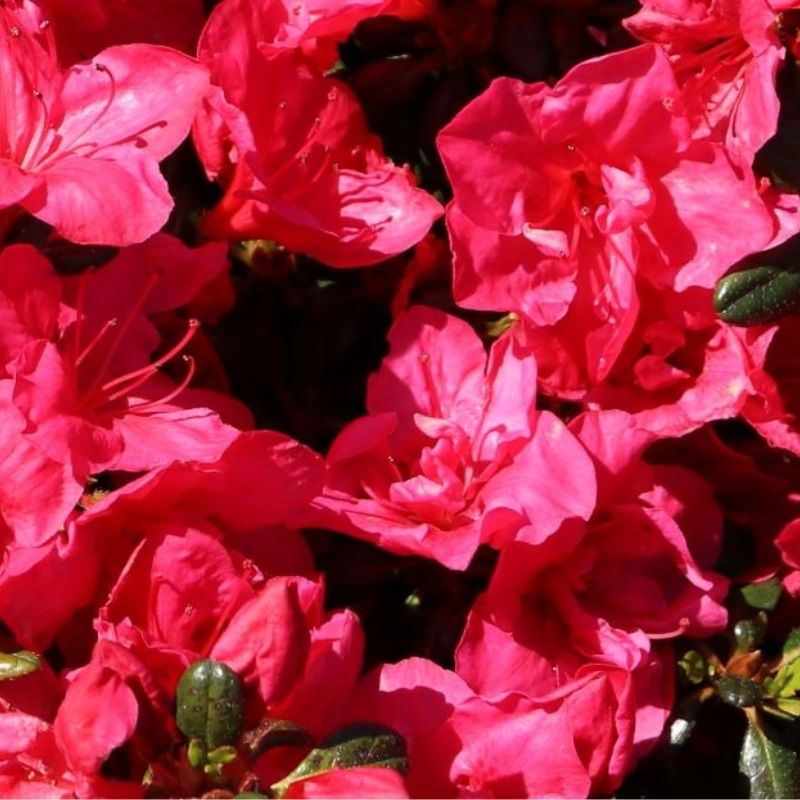 Rhododendron obtusum 'Purpurkissen' 4.6 Litre