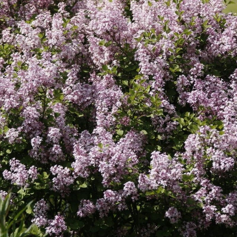 Syringa meyeri 'Little Rosie' 6 Litre