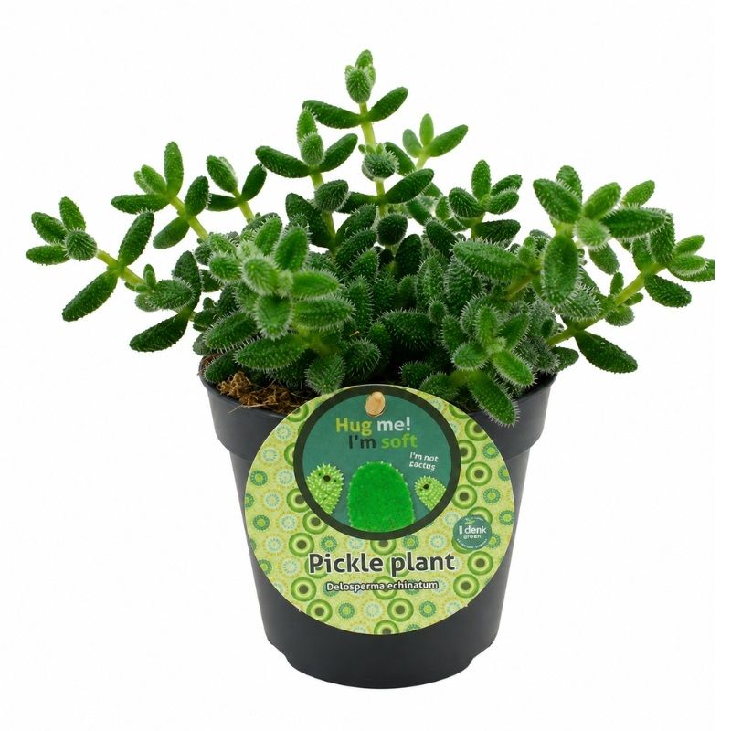 Delosperma echinatum 'Pickle Plant' 12cm