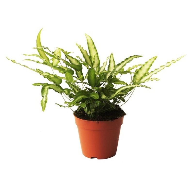 Pteris cretica 'Albolineata' 12cm