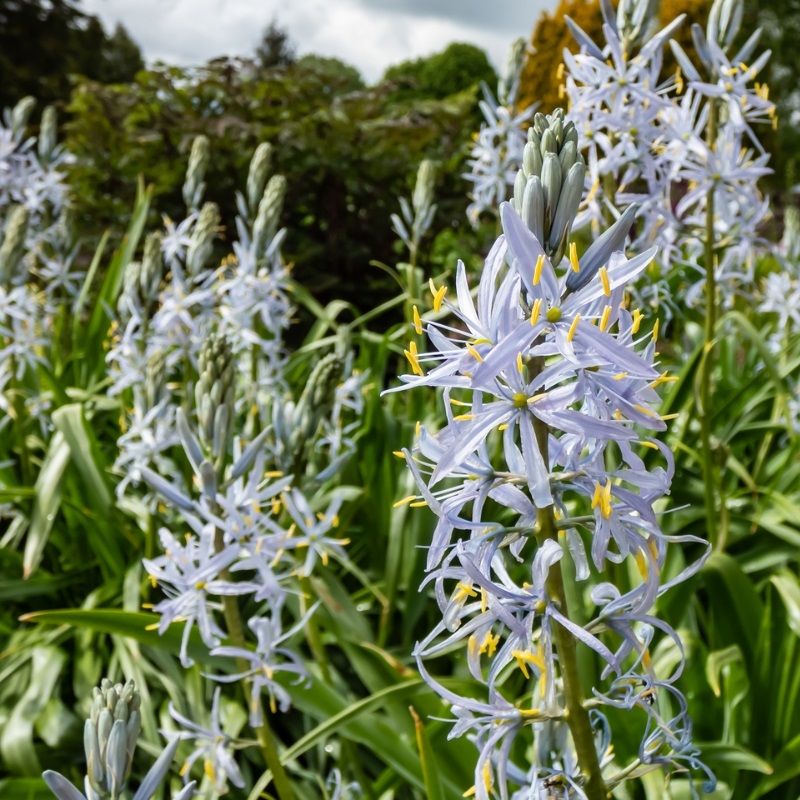 Camassia Cusickii 3 Litre