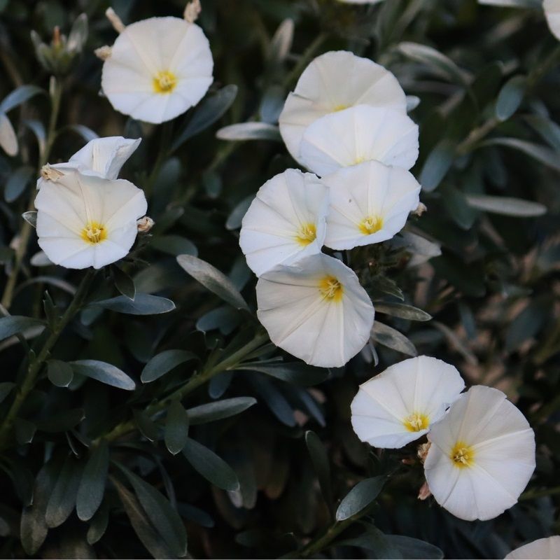 Convolvulus cneorum 2 Litre