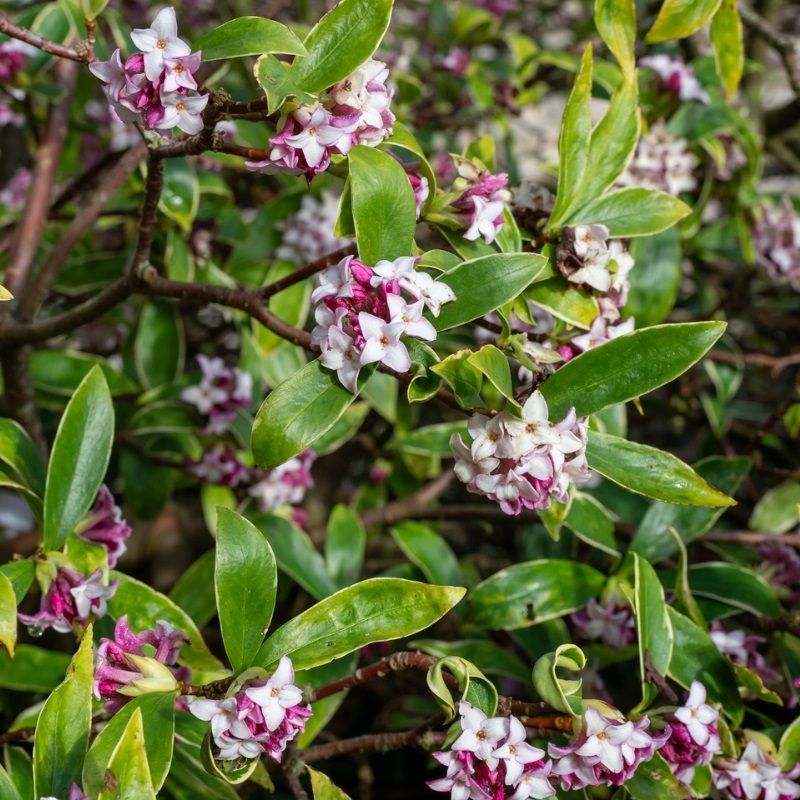 Daphne 'Perfume Princess' 2 Litre
