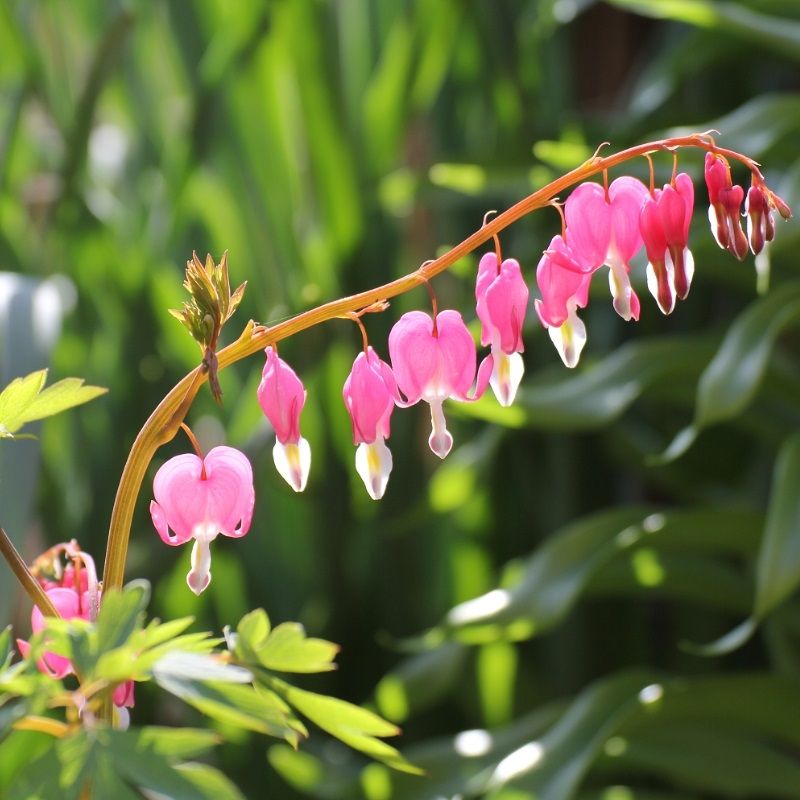 Dicentra spectabilis 'Rose'