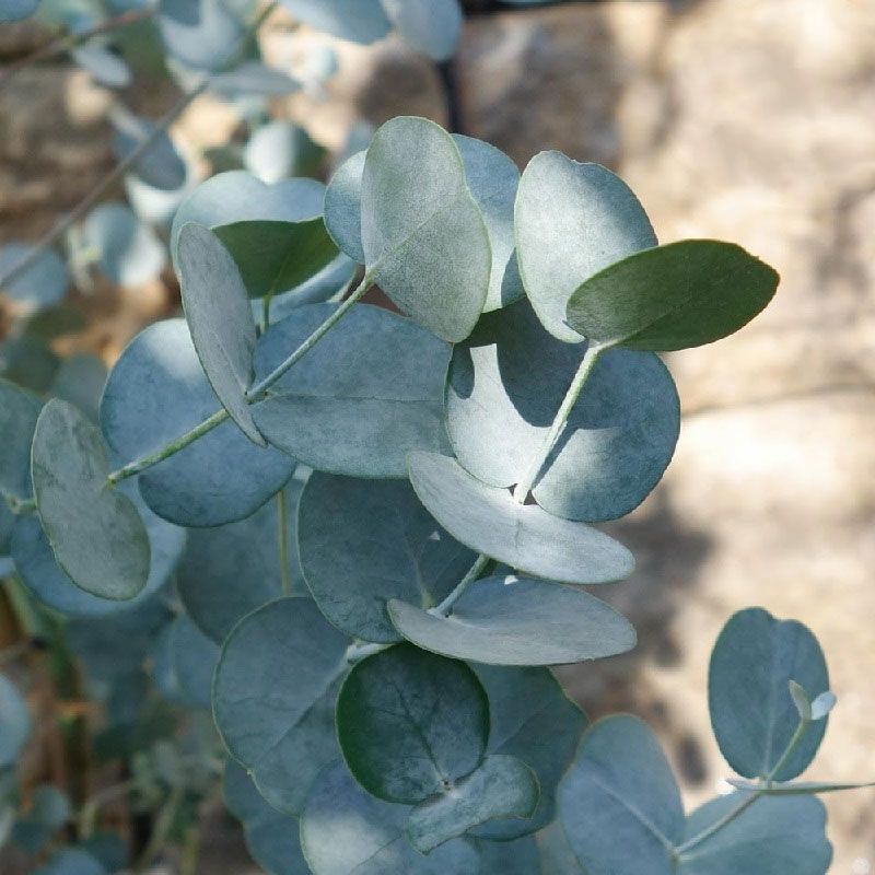 Eucalyptus gunnii 2 Litre