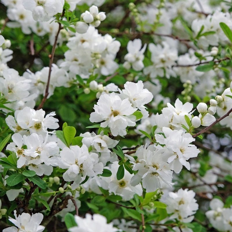 Exochorda Macrantha 'The Bride' 2.5 Litre