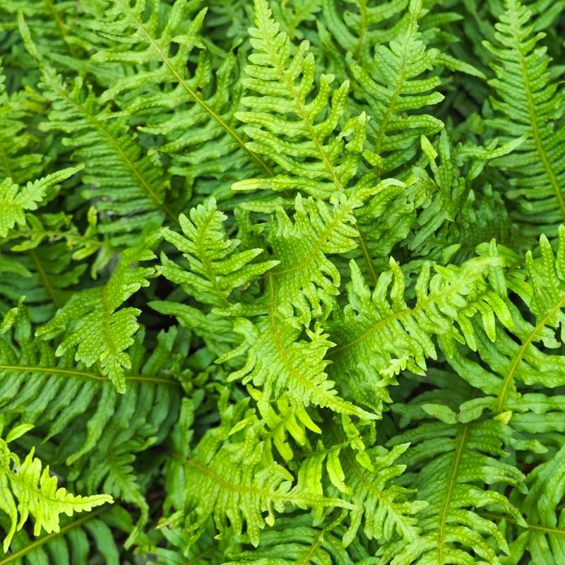 Polypodium Vulgare 2 Litre