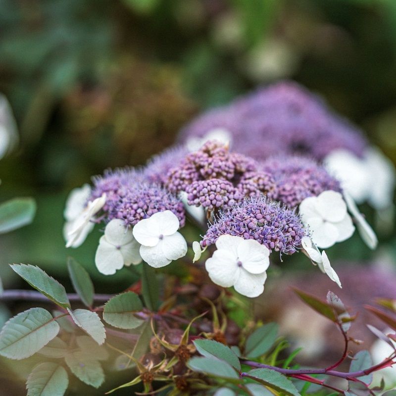 Hydrangea aspera 'Macrophylla' 3 Litre