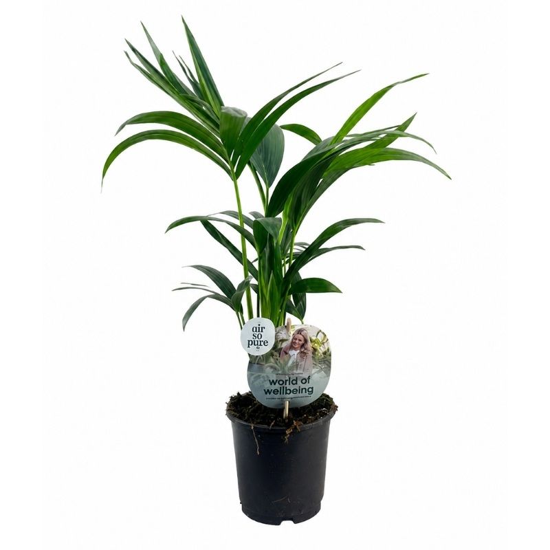 Kentia Palm (Howea forsteriana) 'Air So Pure' 13cm
