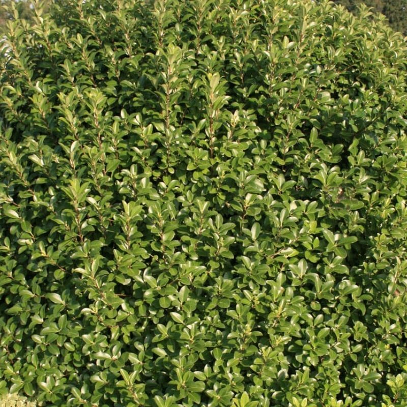 Pittosporum tenuifolium 'Irish Luck' 3 Litre
