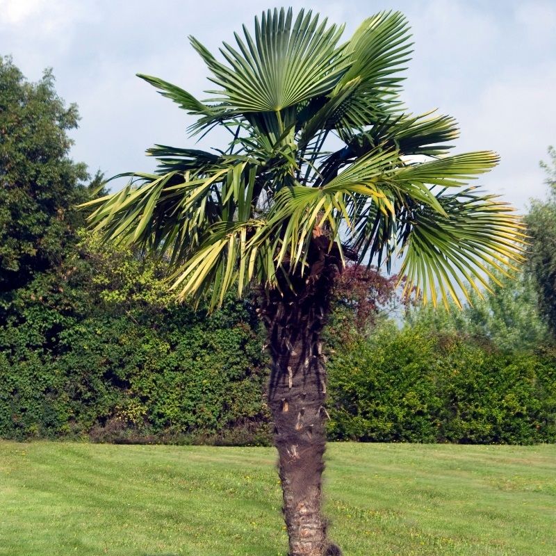 Trachycarpus fortunei 7.5 Litre