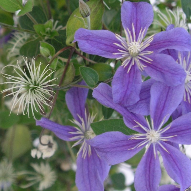 Clematis integrifolia 'Arabella' 2 Litre