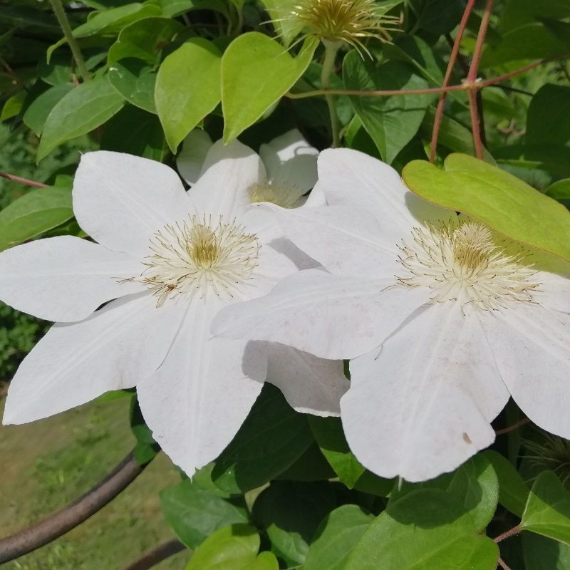 Clematis 'Madame le Coultre' 2 Litre
