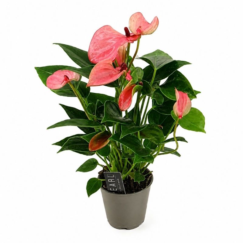 Anthurium andraeanum 'Matata Bicolour' 6cm