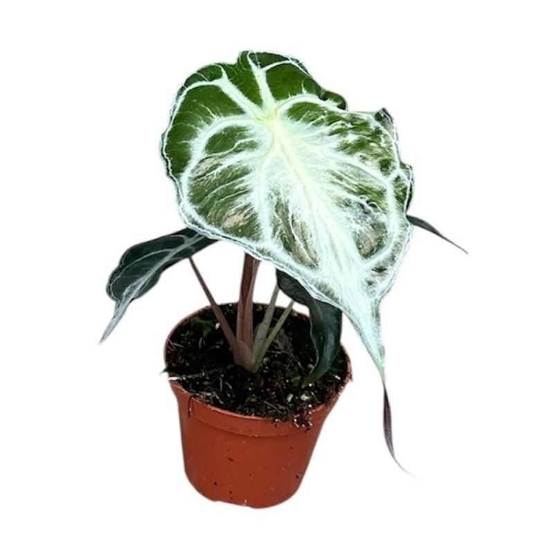 Alocasia 'Venom' 8cm