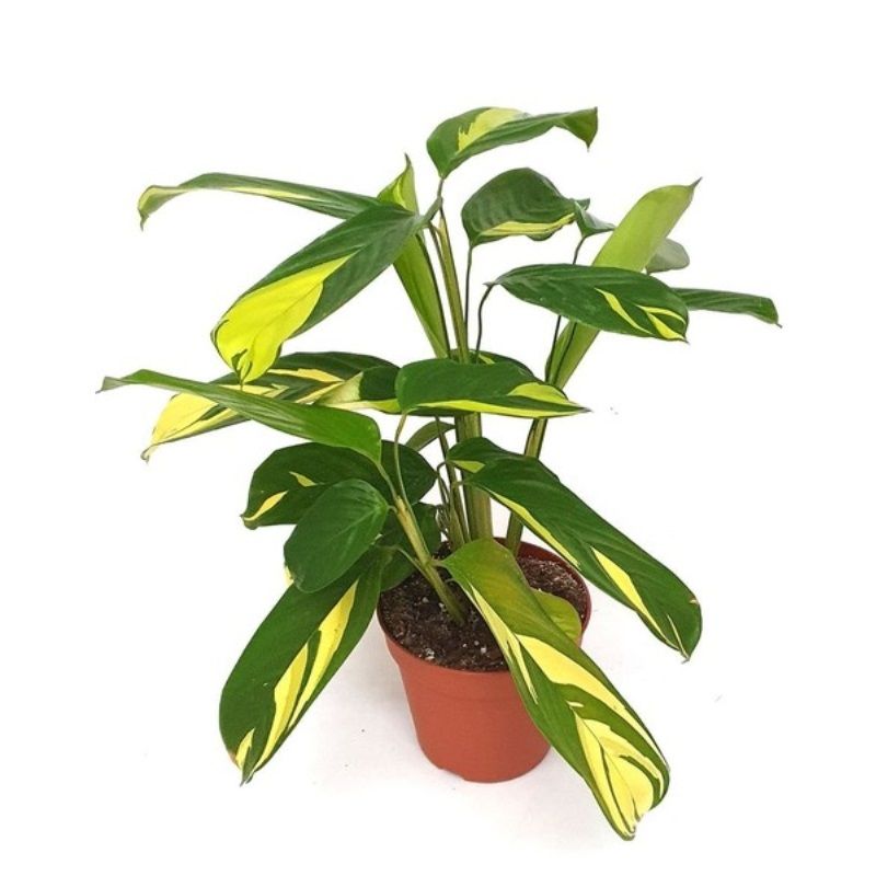 Ctenanthe lubbersianii 15cm