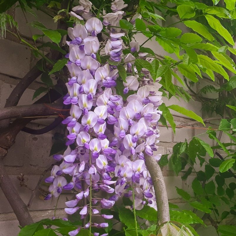 Wisteria floribunda 'Macrobotrys' 3 Litre