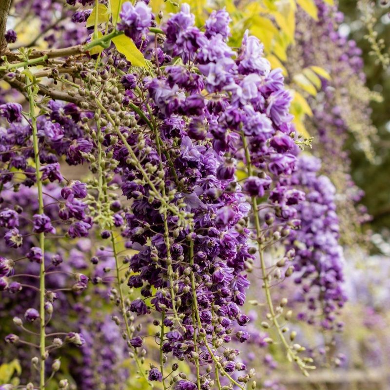 Wisteria floribunda 'Violacea Plena' 3 Litre - Deciduous Climbers -  Arboretum Garden Centre