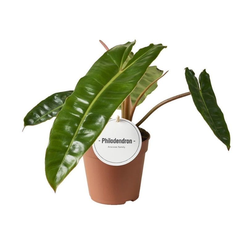 Philodendron billietiae 12cm