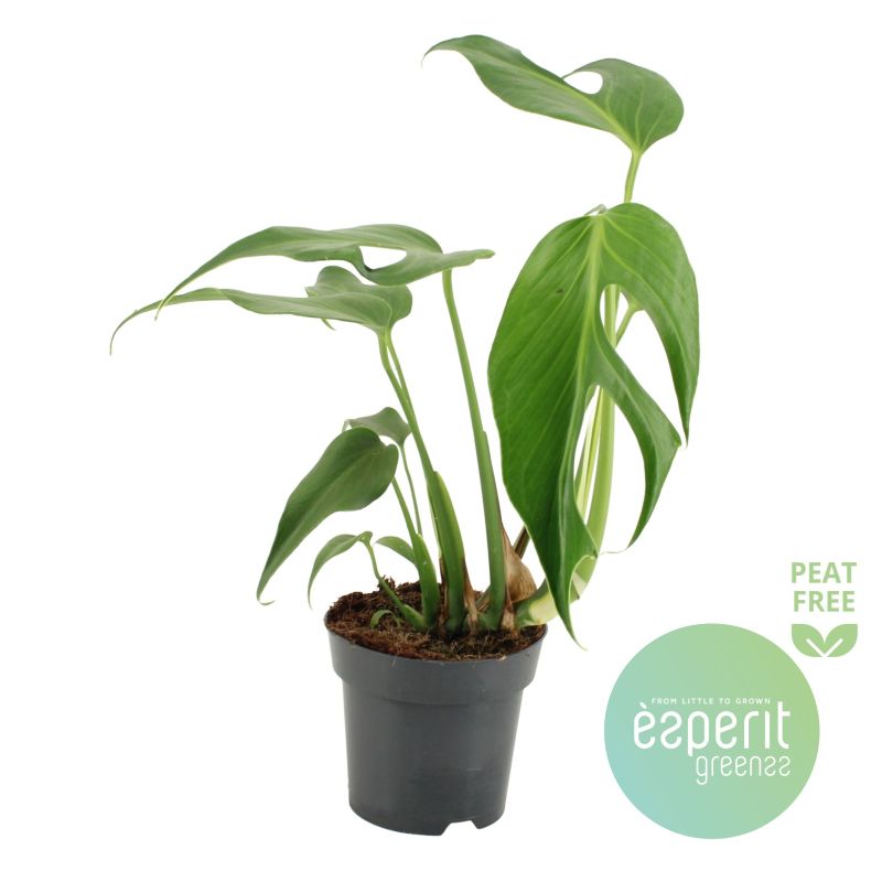 Monstera 'Burle Marx Flame' 14cm