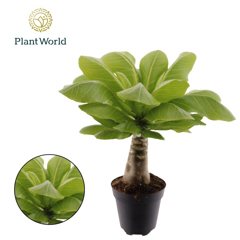 Brighamia insignis 'Hawaiian Palm' 12cm