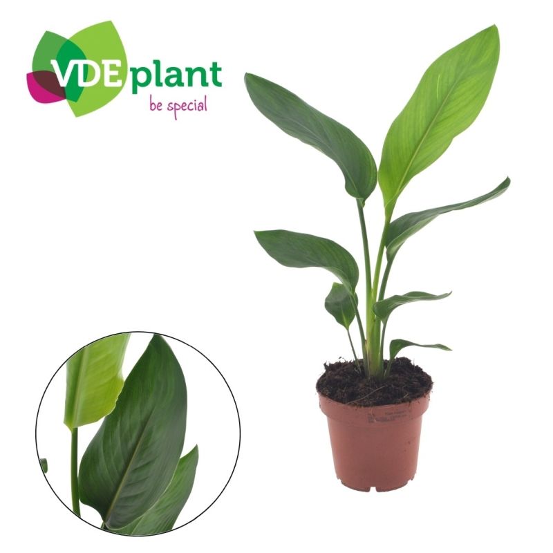 Strelitzia reginae 12cm