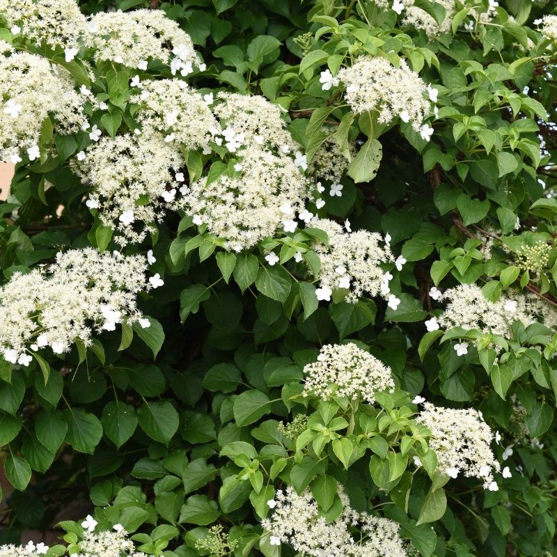 Hydrangea anomala petiolaris 2 Litre Single Cane