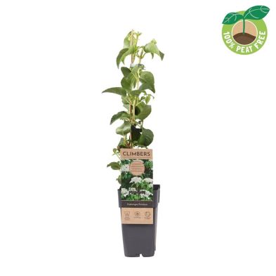 Hydrangea anomala petiolaris 2 Litre Single Cane
