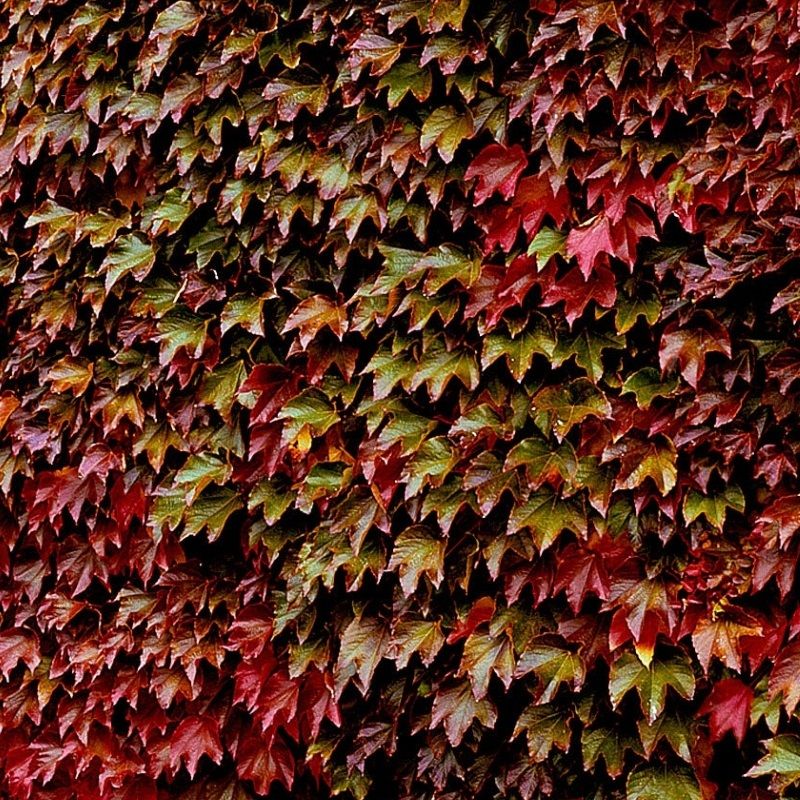 Parthenocissus tricuspidata 'Veitch Boskoop' 2 Litre