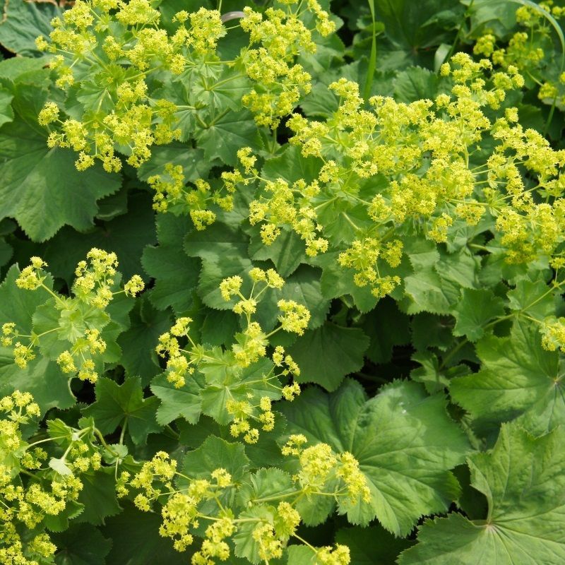 Alchemilla mollis 3 Litre