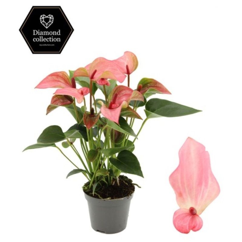 Anthurium andraeanum 'Matata' 9cm