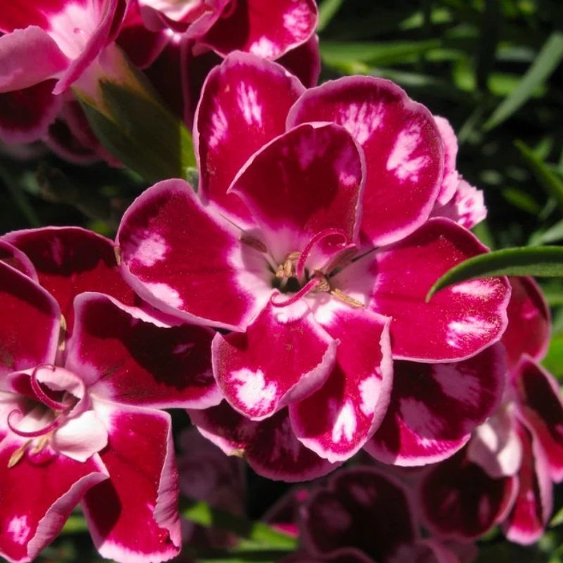 Dianthus 'Charmy' 2 Litre