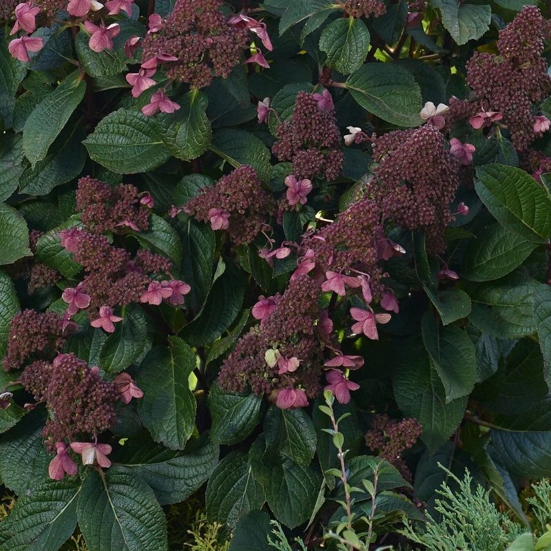 Hydrangea Living Infinity 23cm
