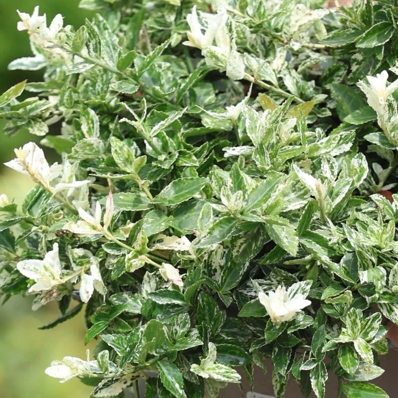 Euonymus fortunei 'Harlequin' 3 Litre